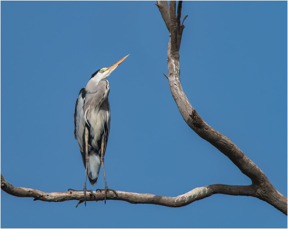 Серая цапля - Александр Григорьев