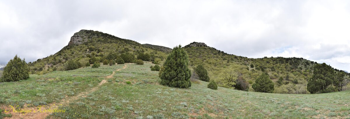 Природа Крыма - Amazing Cosmea