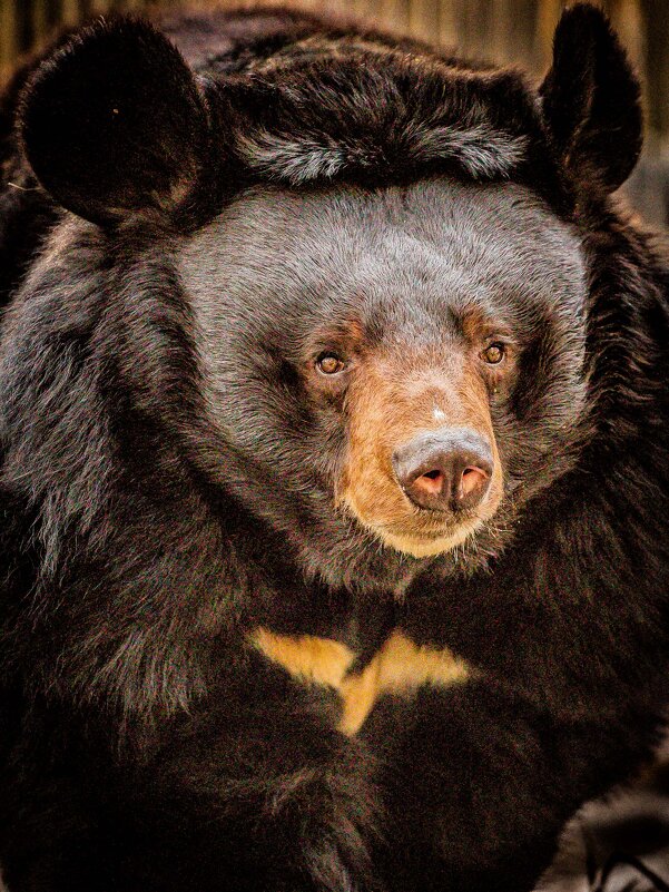 Челси - аркадий 