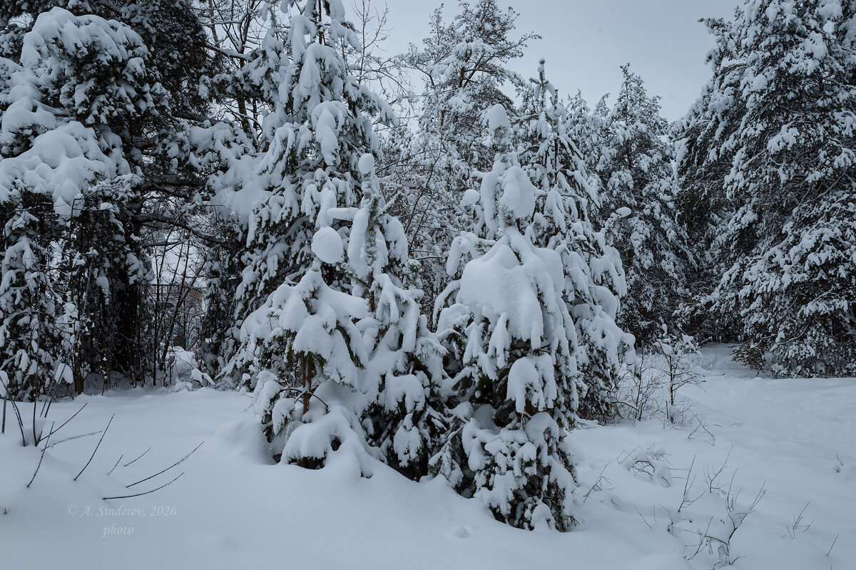 Зимняя природа леса - Александр Синдерёв