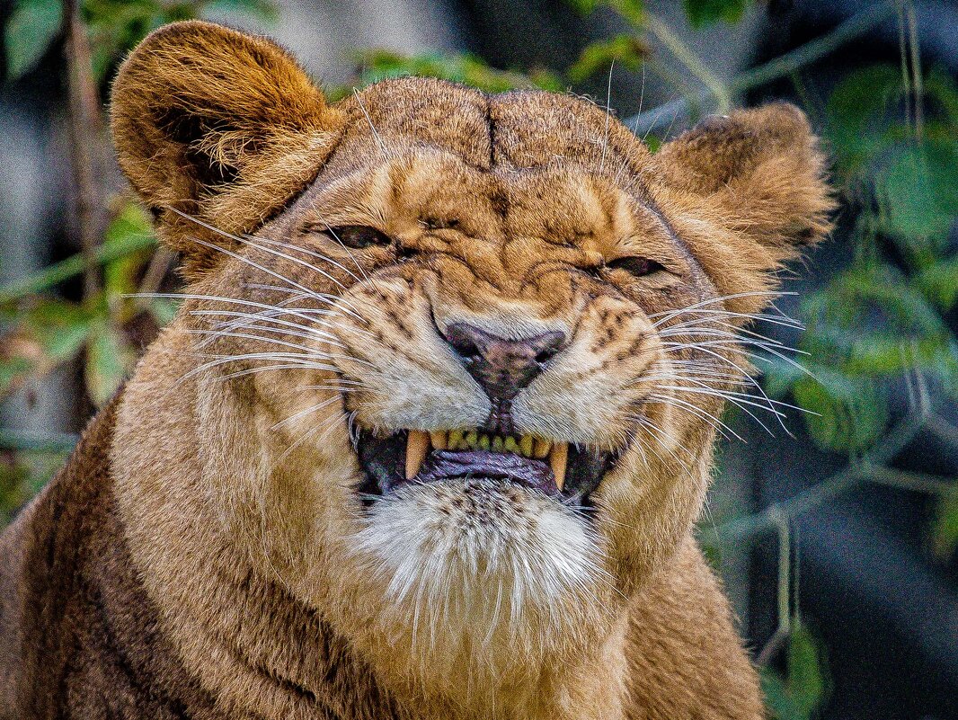 Львица НАЙТИРА - аркадий 