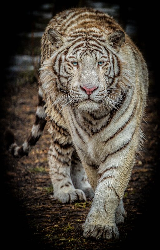 Кови - аркадий 