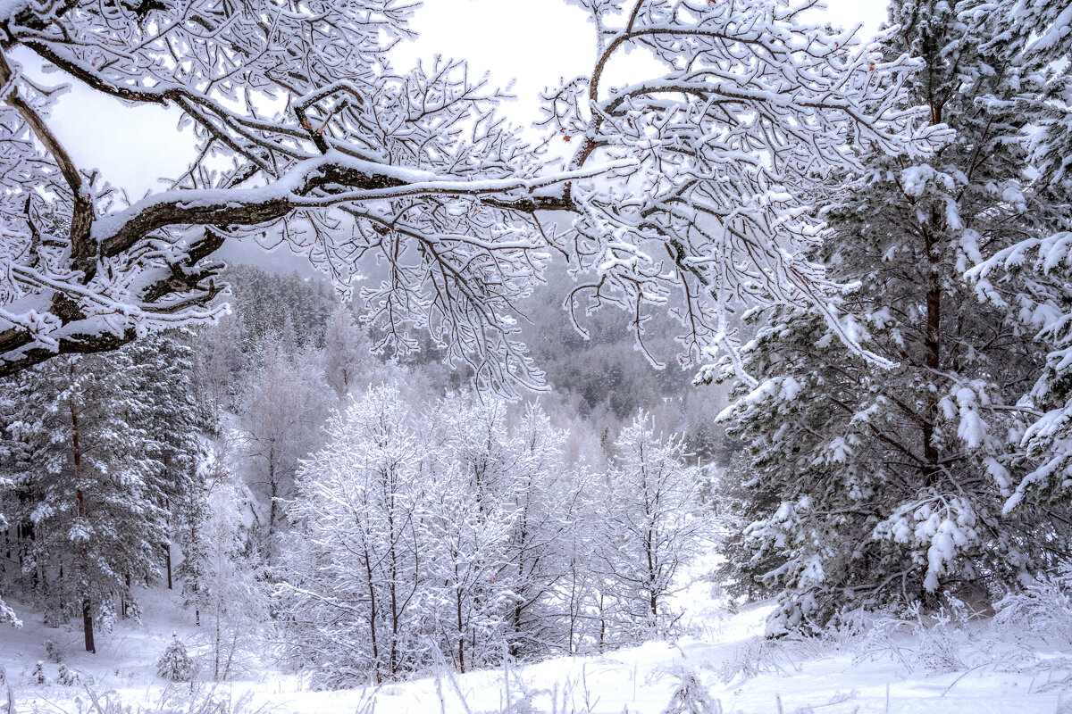 Фантазии зимы - Наталья Димова Фантазии зимы - Наталья Димова
