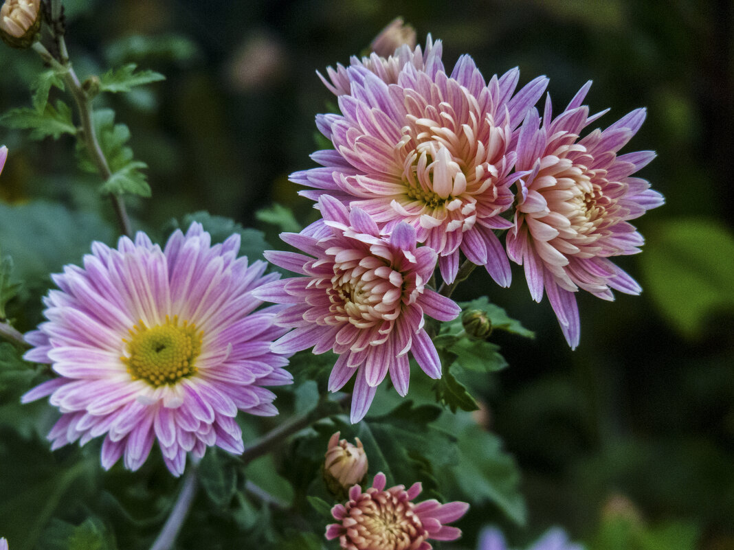 Розовая  Хризантема - Валентин Семчишин