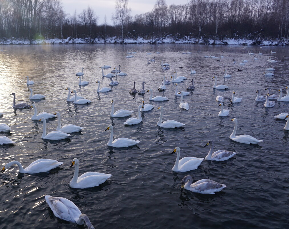 Зимовка лебедей - Наталия Григорьева