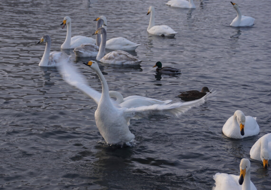 "А мне летать охота" - Наталия Григорьева