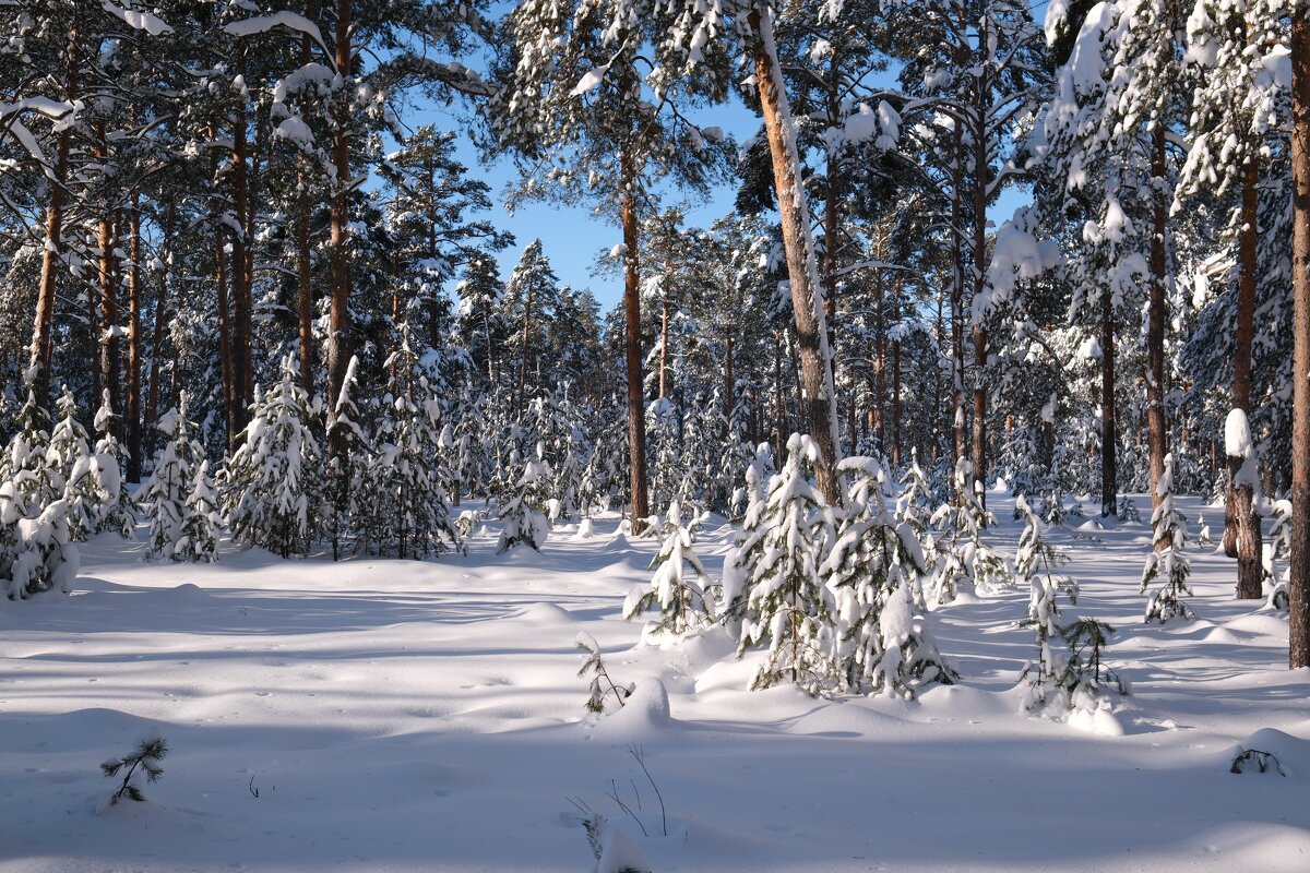 Зимний лес - Андрей Зайцев