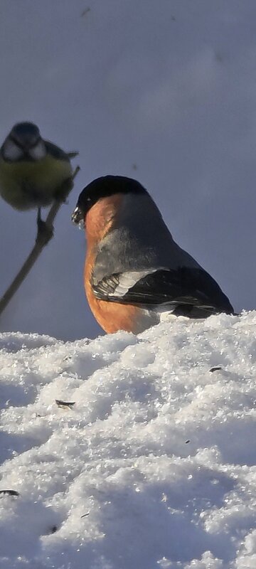 Краснопузый пухлячок - снегирь - Наталия 