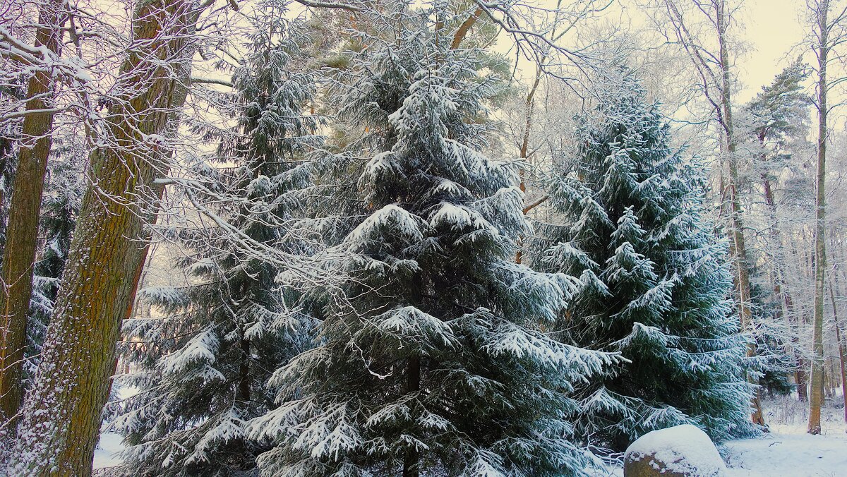 В зимнем парке 2... - Sergey Gordoff