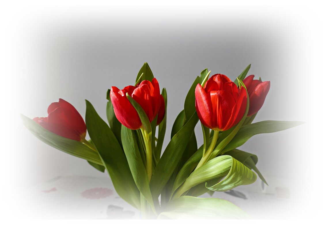 Ах, эти первые тюльпаны!...... - Галина 