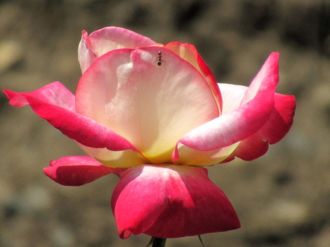 Розы... розы... - viach 