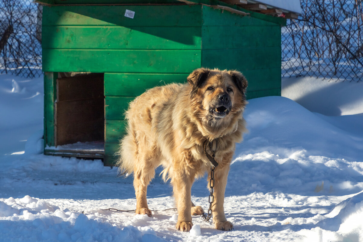 Дачная охрана. Не узнал. - Анатолий. Chesnavik.