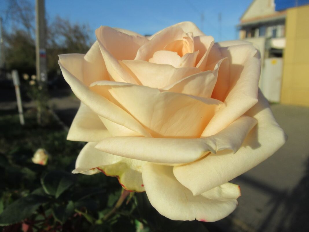 Розы... розы... - viach 