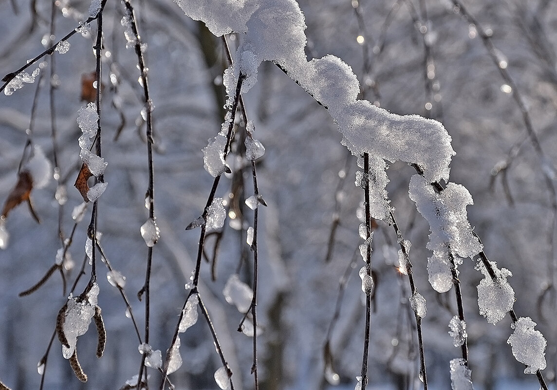 Зима на Белгородчине! - Валентина Нефёдова Зима на Белгородчине! - Валентина Нефёдова
