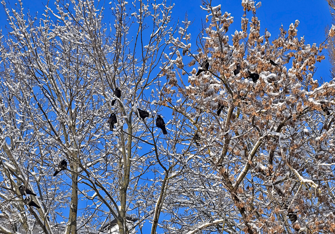 Цветут деревья в... январе! - Валентина Нефёдова Цветут деревья в... январе! - Валентина Нефёдова