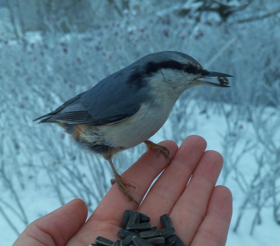 Поползень - Сапсан 