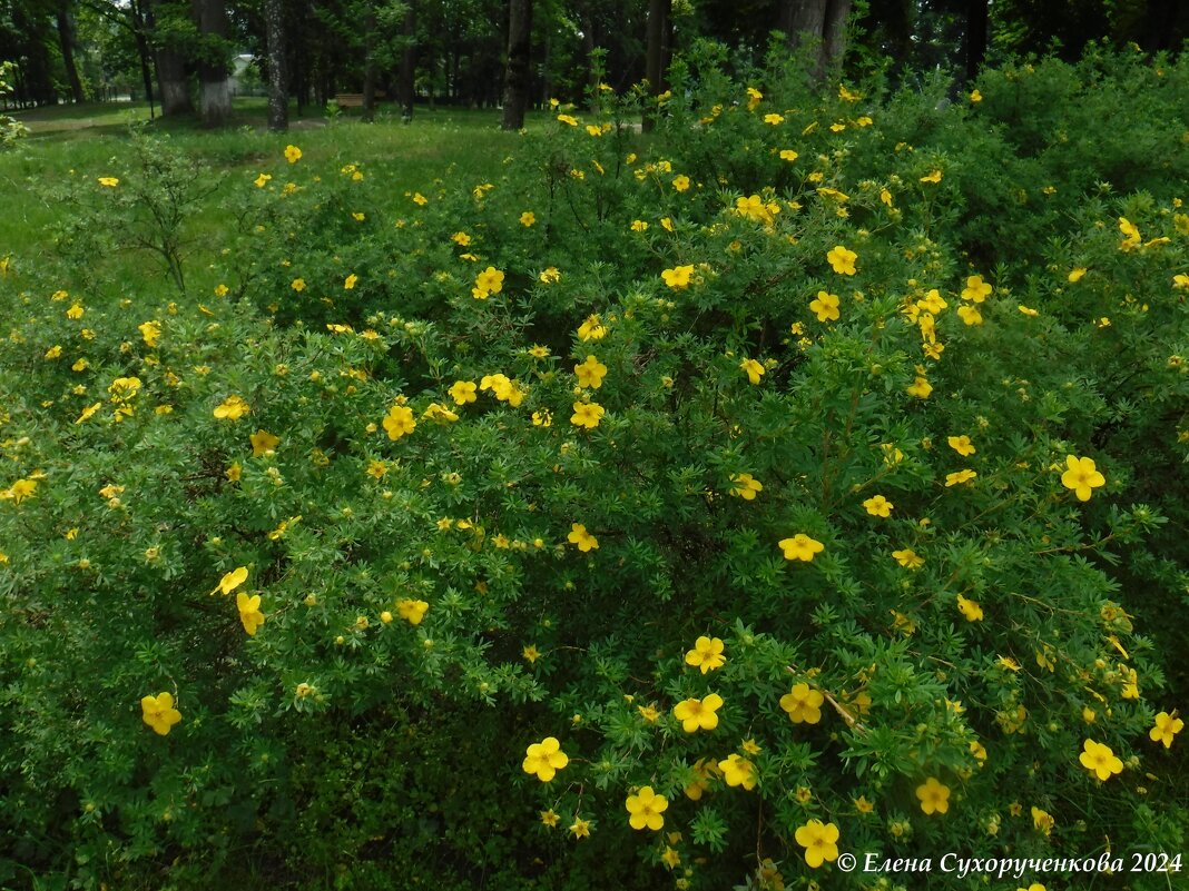 природа - Елена Сухорученкова