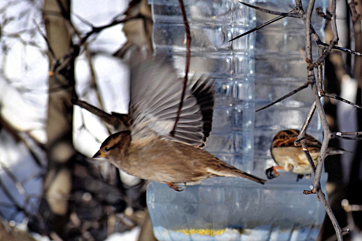 Поел и полетел. - Татьяна Помогалова
