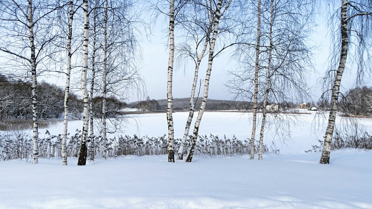 Пейзаж с берёзками. - Милешкин Владимир Алексеевич Пейзаж с берёзками. - Милешкин Владимир Алексеевич