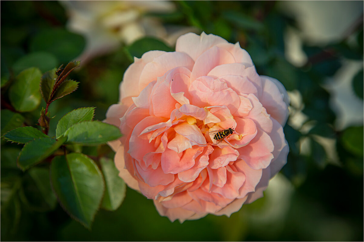 просто розочка - Ирина С