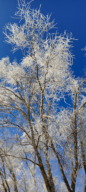 Зимняя сказка - Игорь Сычёв
