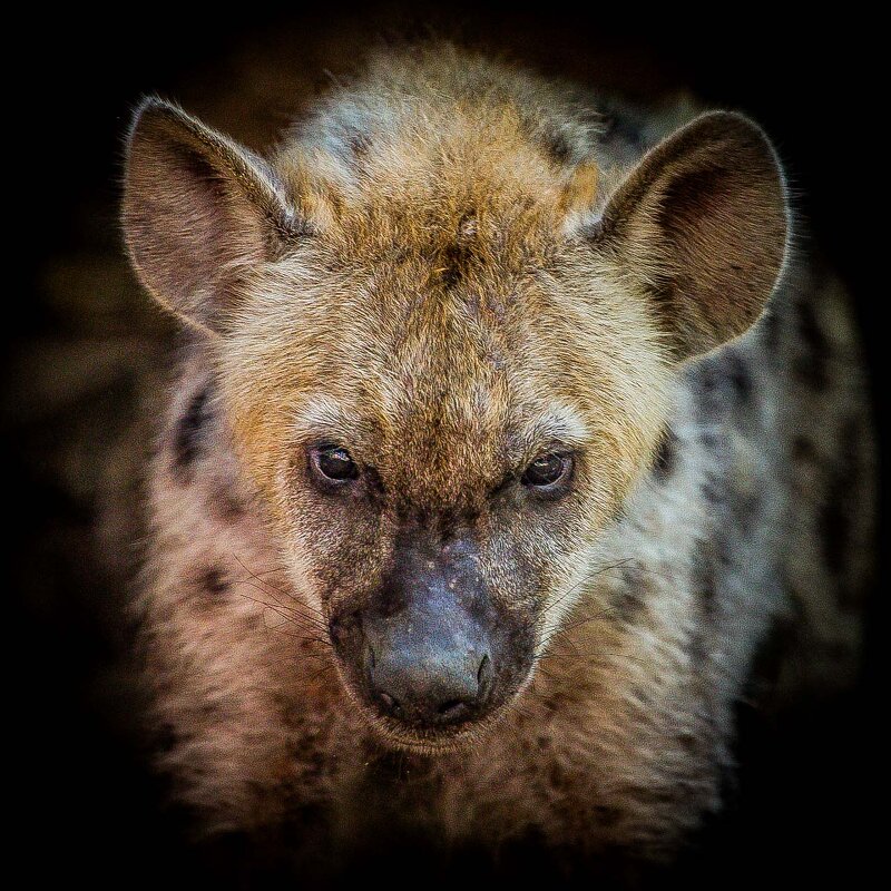 гиена - аркадий 