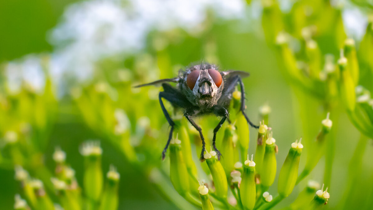 Летнее макро - Владимир Лазарев