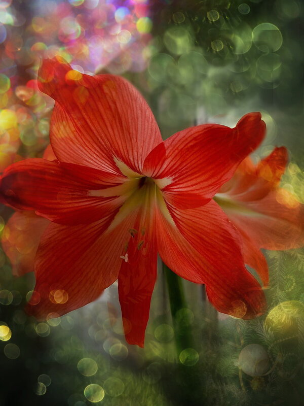 Зимняя звезда. - Марина Леонидовна