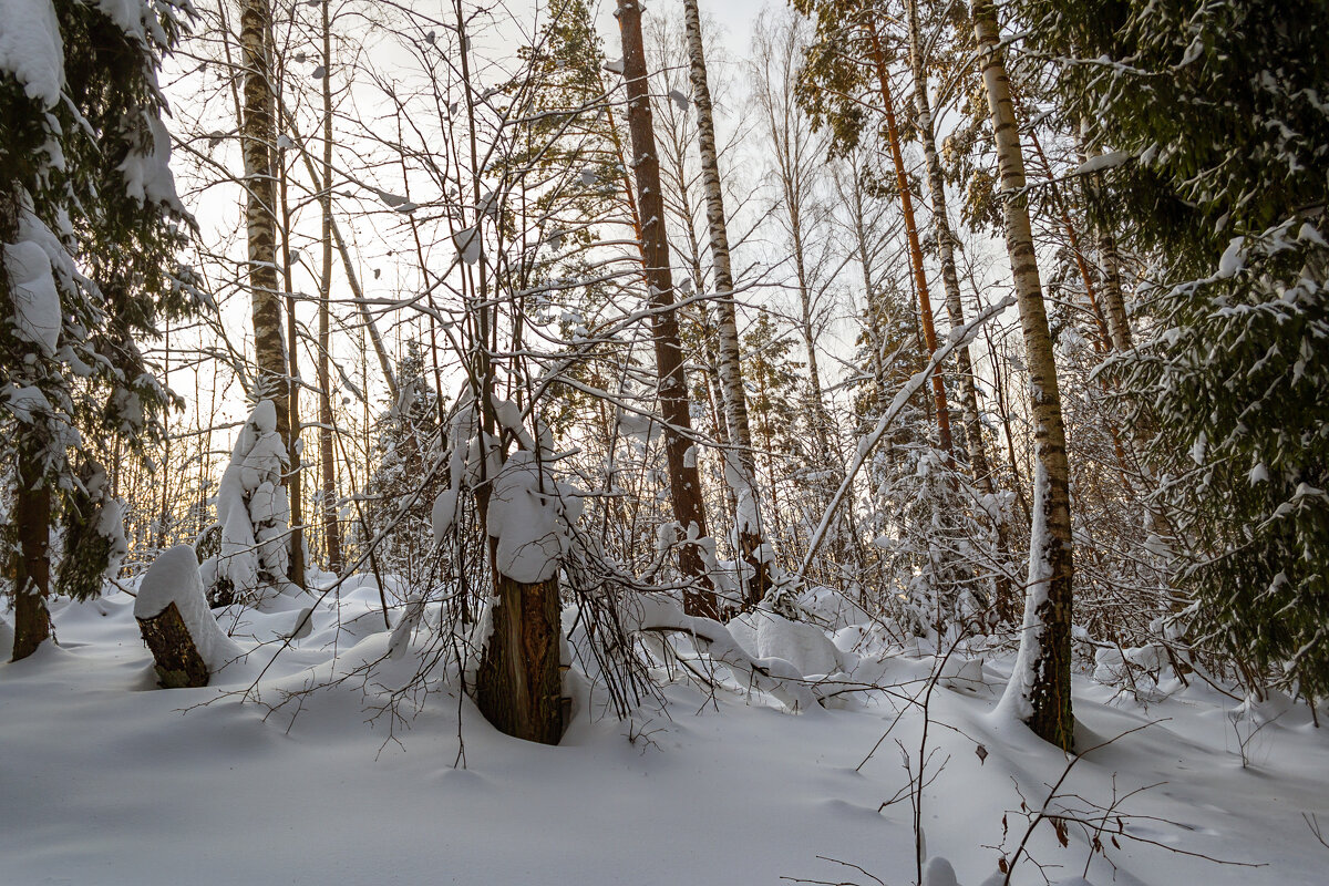 Зимний день - Сергей Цветков Зимний день - Сергей Цветков