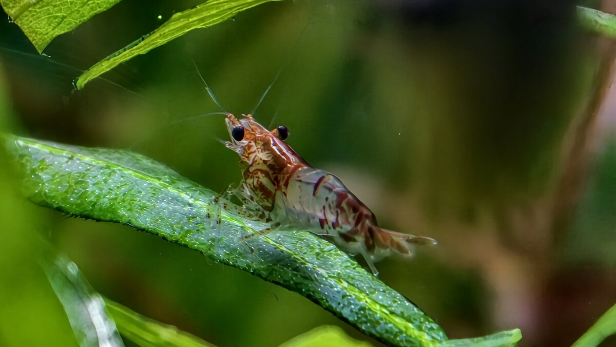 Креветка - Мариша Креветка - Мариша
