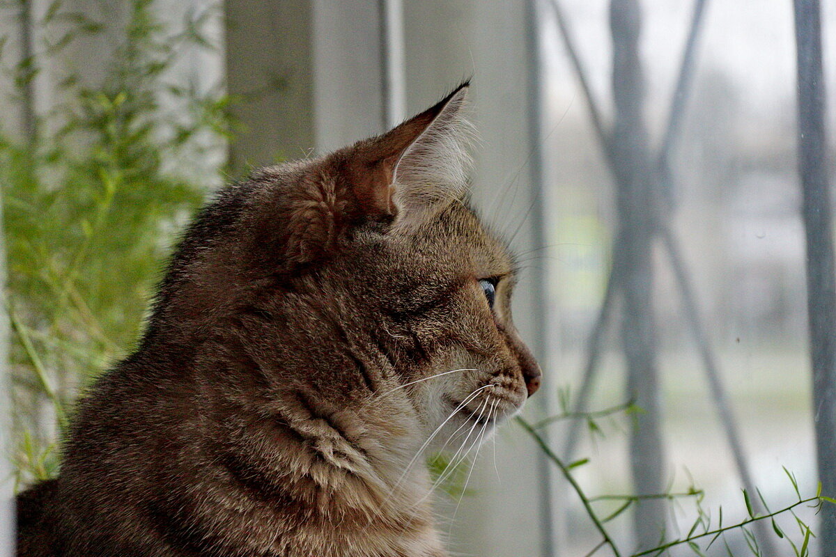 Наша радость " Лекси..." - Николай Саржанов