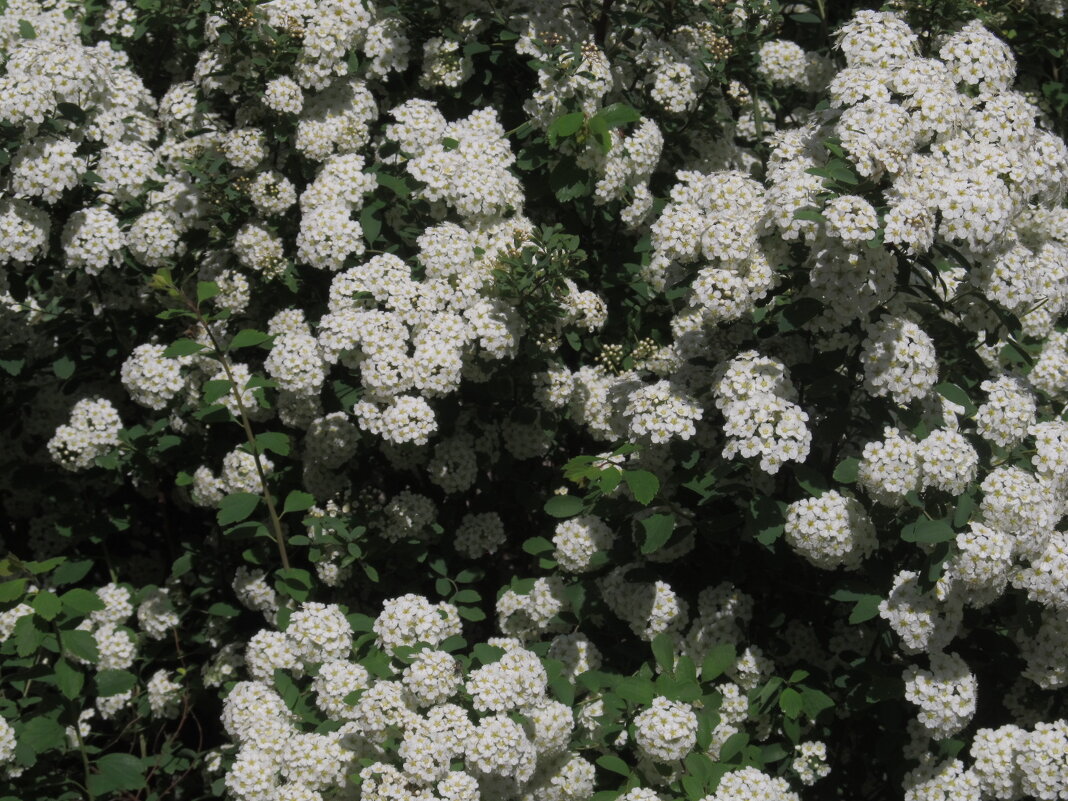 белоснежный июнь - Елена Шаламова