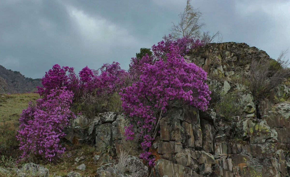 Майское цветение маральника ( рододендрон Ледебура) в горах Алтая - елена беликова Майское цветение маральника ( рододендрон Ледебура) в горах Алтая - елена беликова