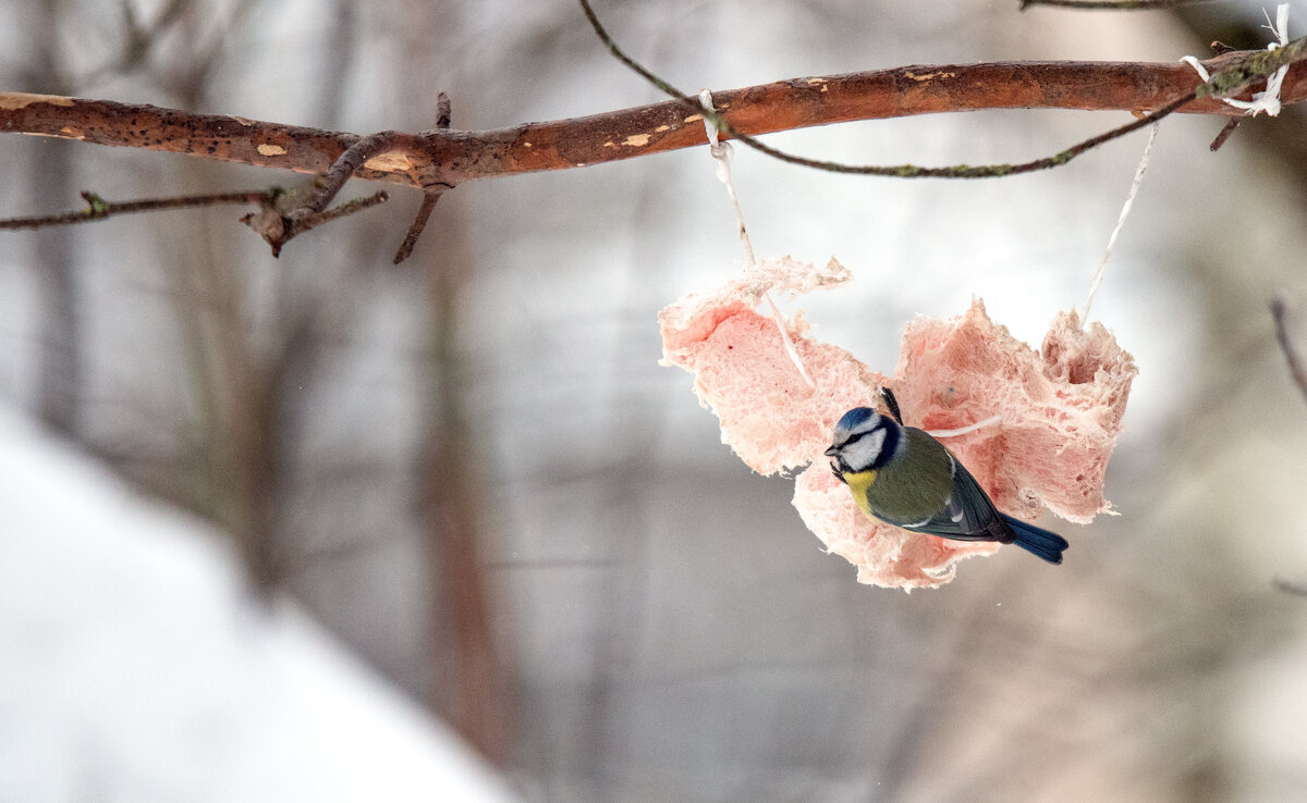 *** - Владимир Безбородов