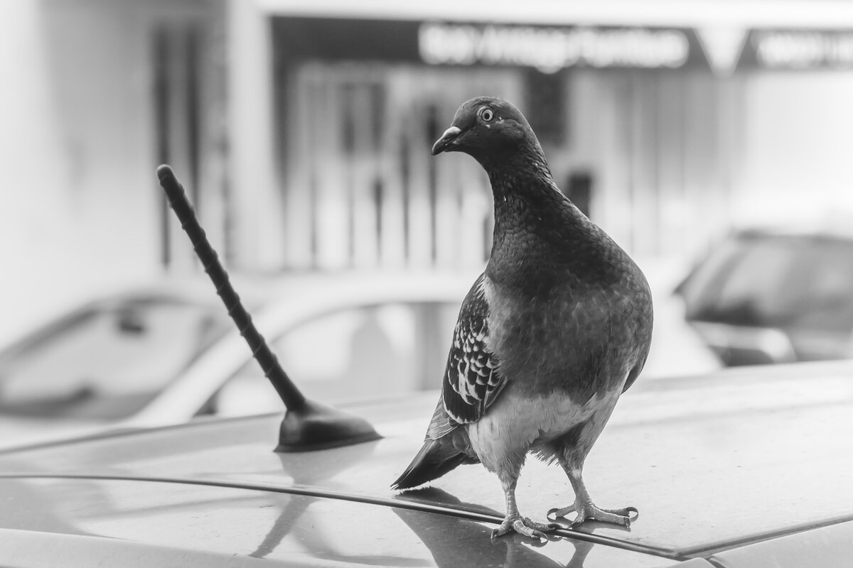 Водитель - alex chernin