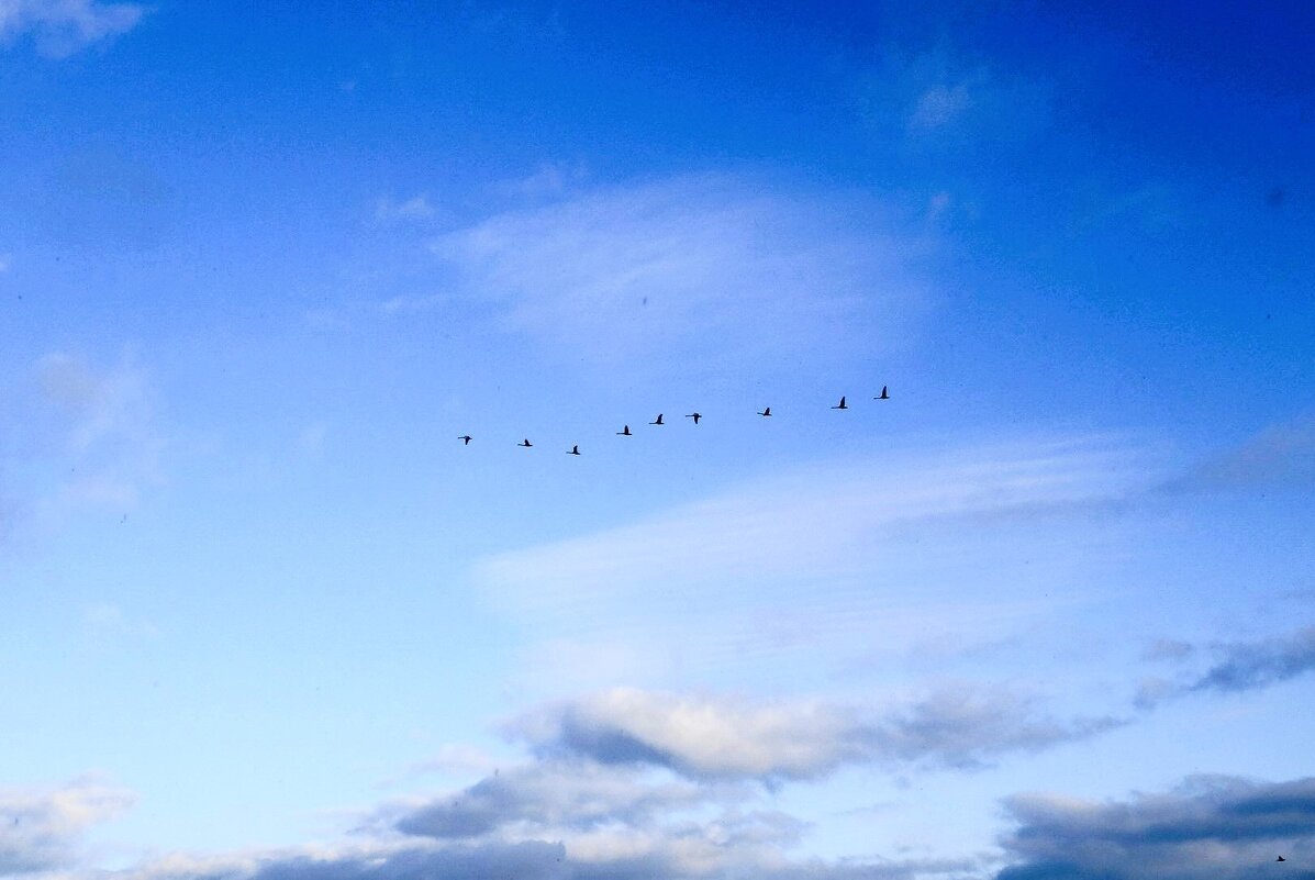 Стая лебедей над морем - Рита Симонова