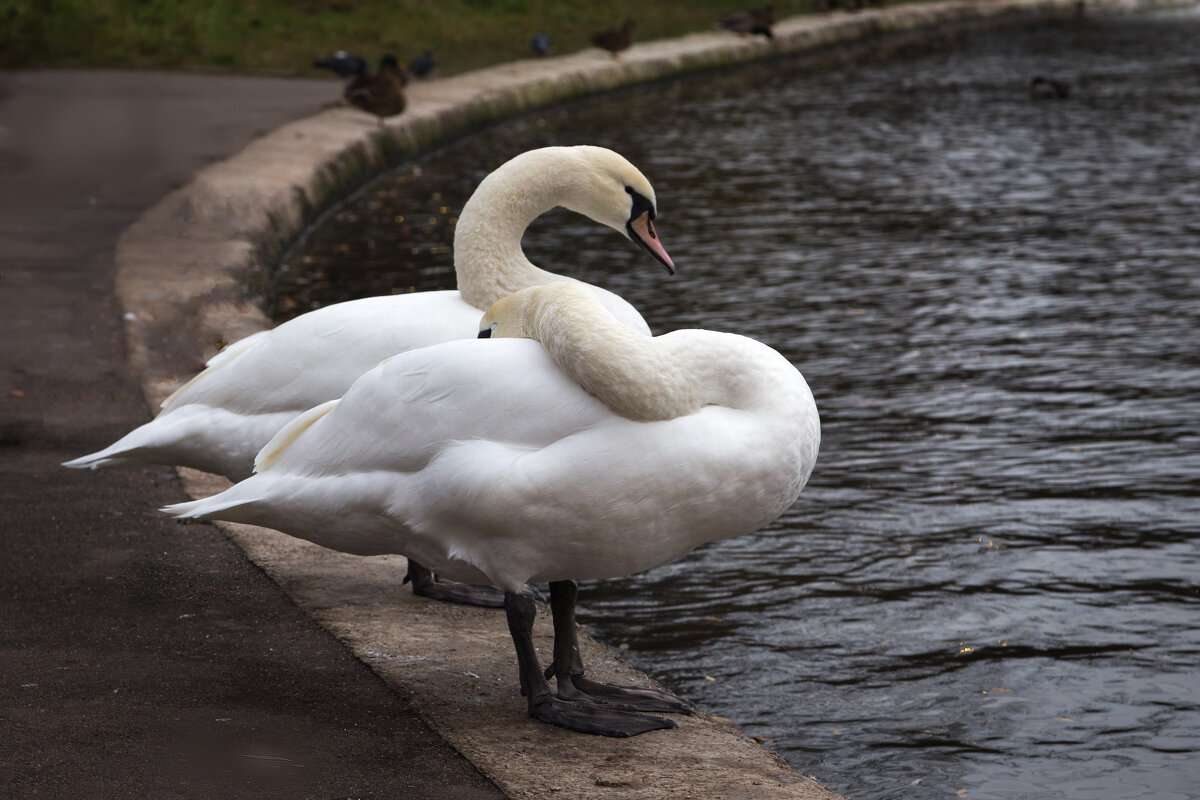 Ни одной прямой линии - Игорь Шевченко