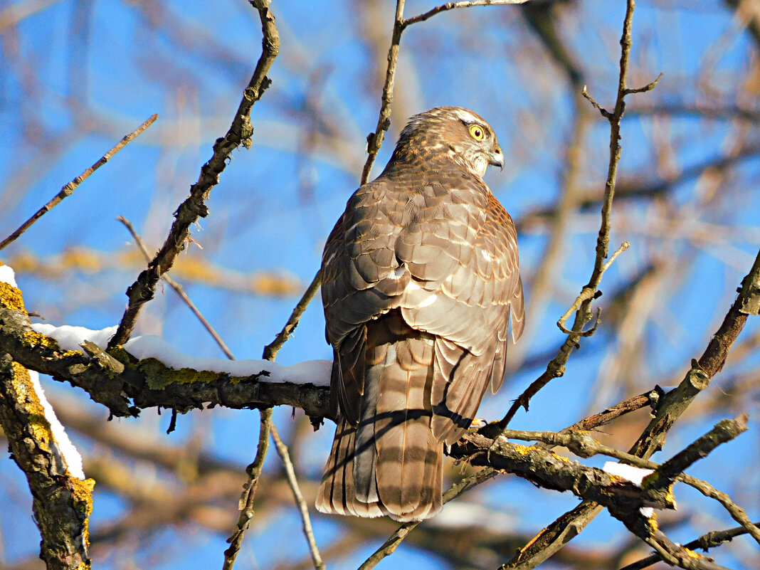Ястреб-перепелятник - Лина 