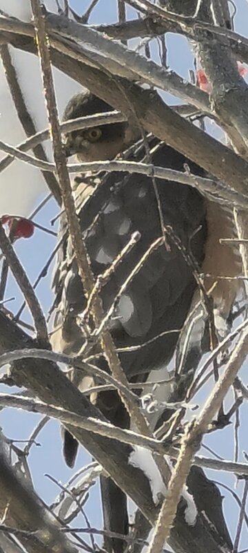 Что за птица? - Наталия 