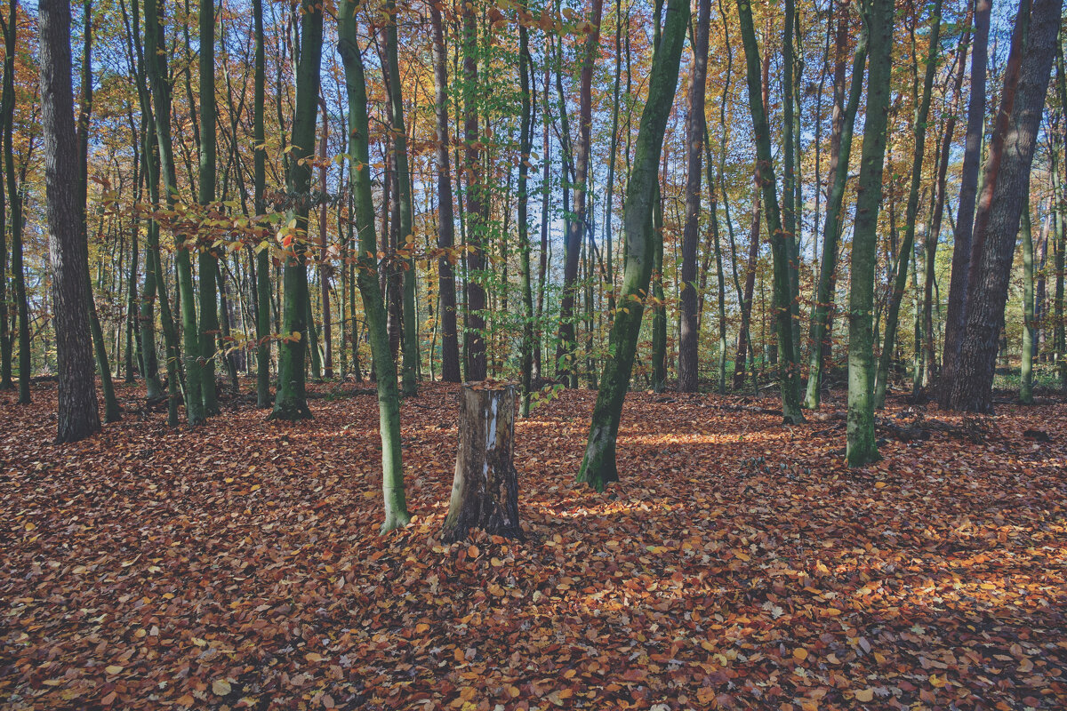 (°-°) - Jakob Dick