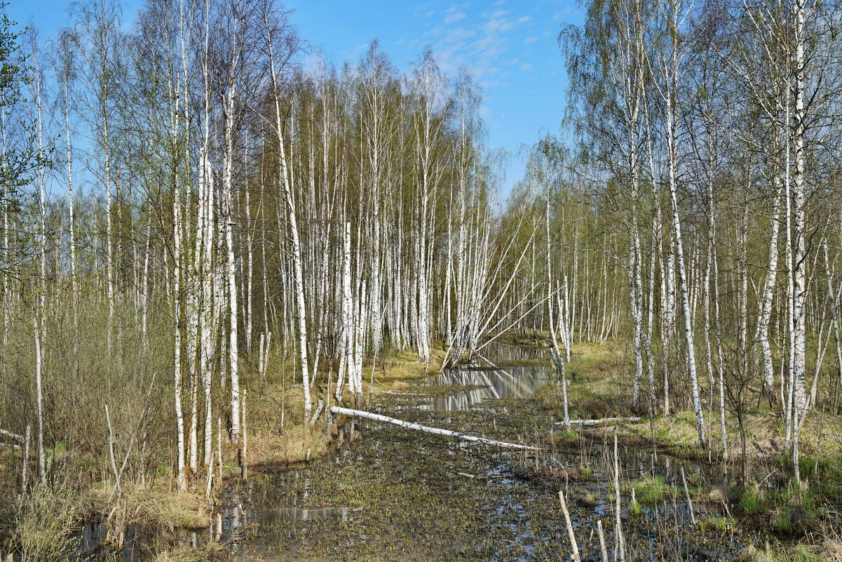 Весенний мотив - Юрий Шувалов