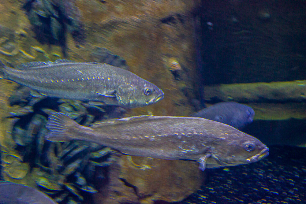 Анталия Аквариум. - Светлана SvetNika17