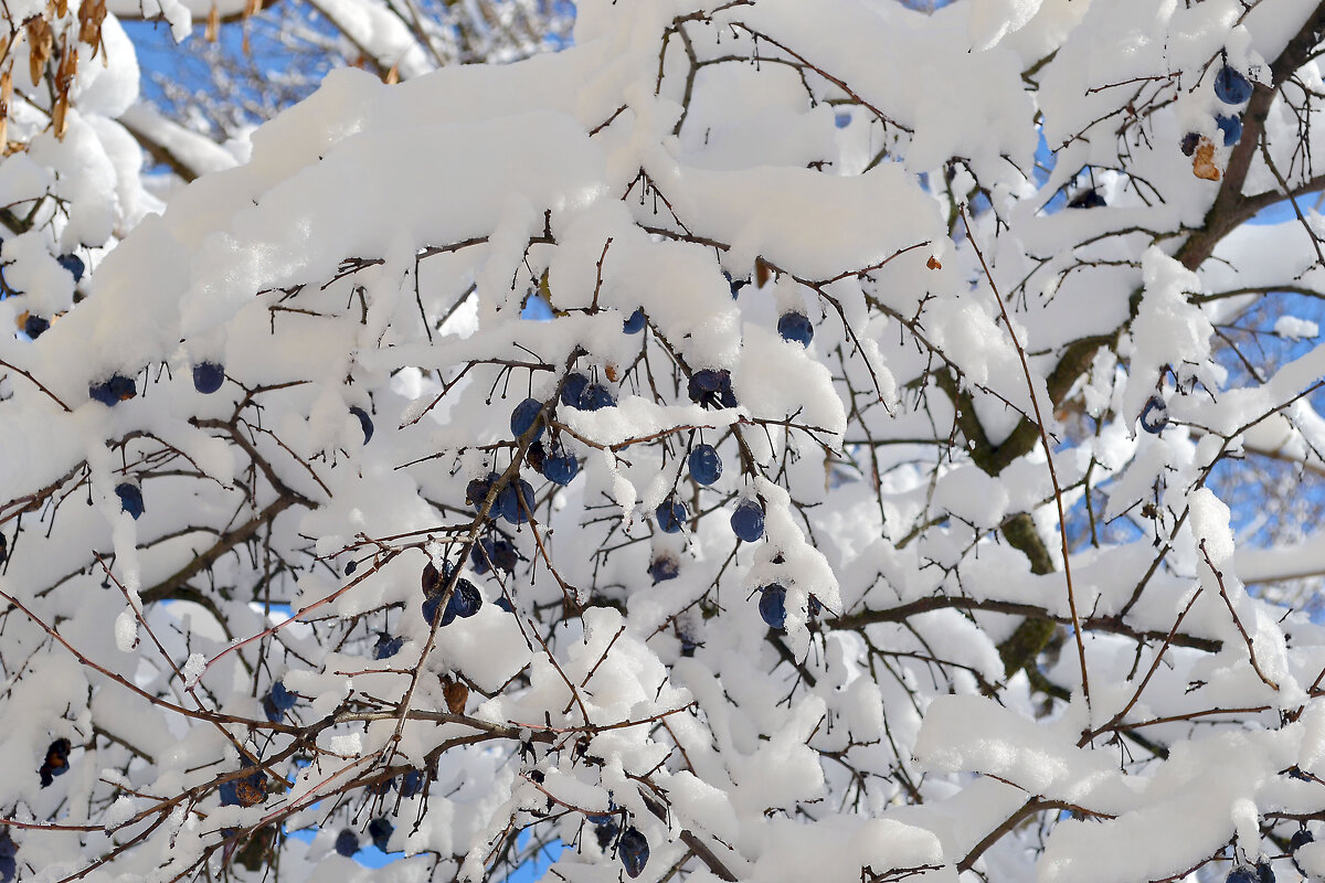 зимние ягоды - Ольга 