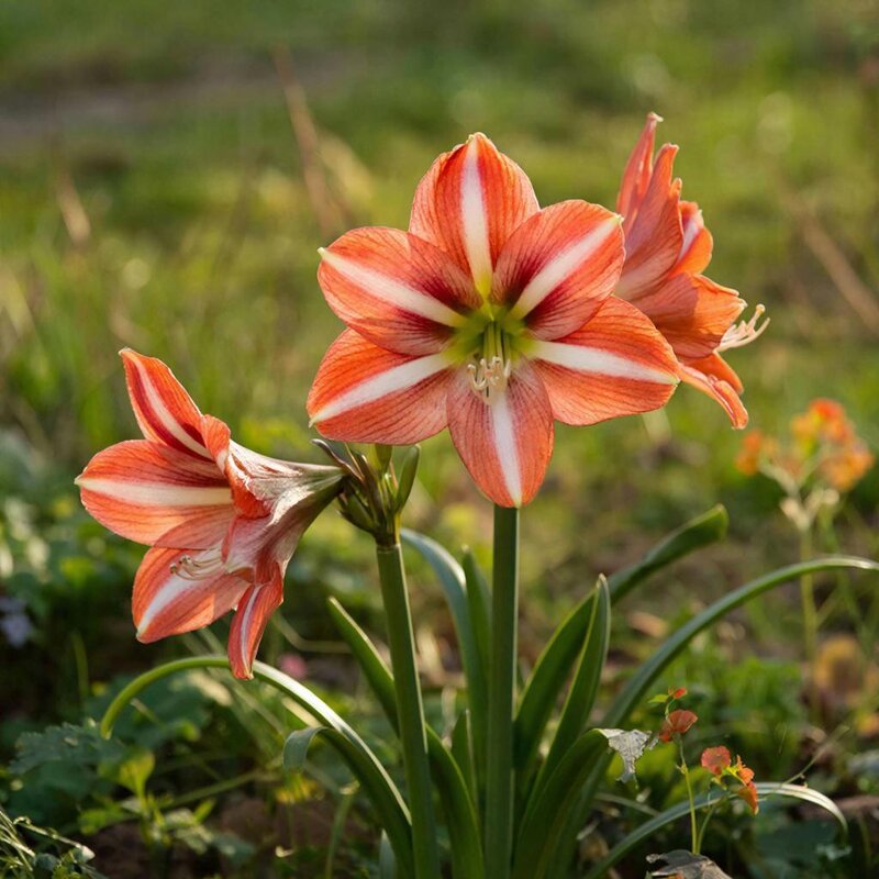 Амариллис - МАРИЯ ПОПОВА