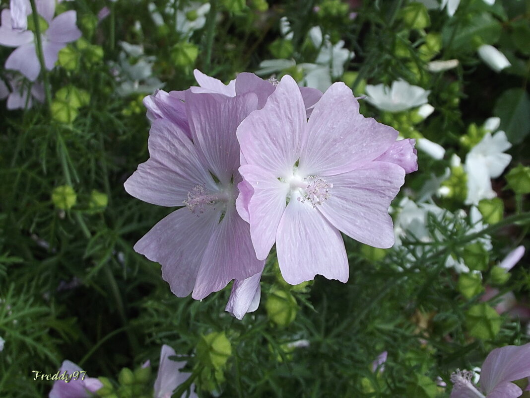 Мускусная мальва - Freddy 97
