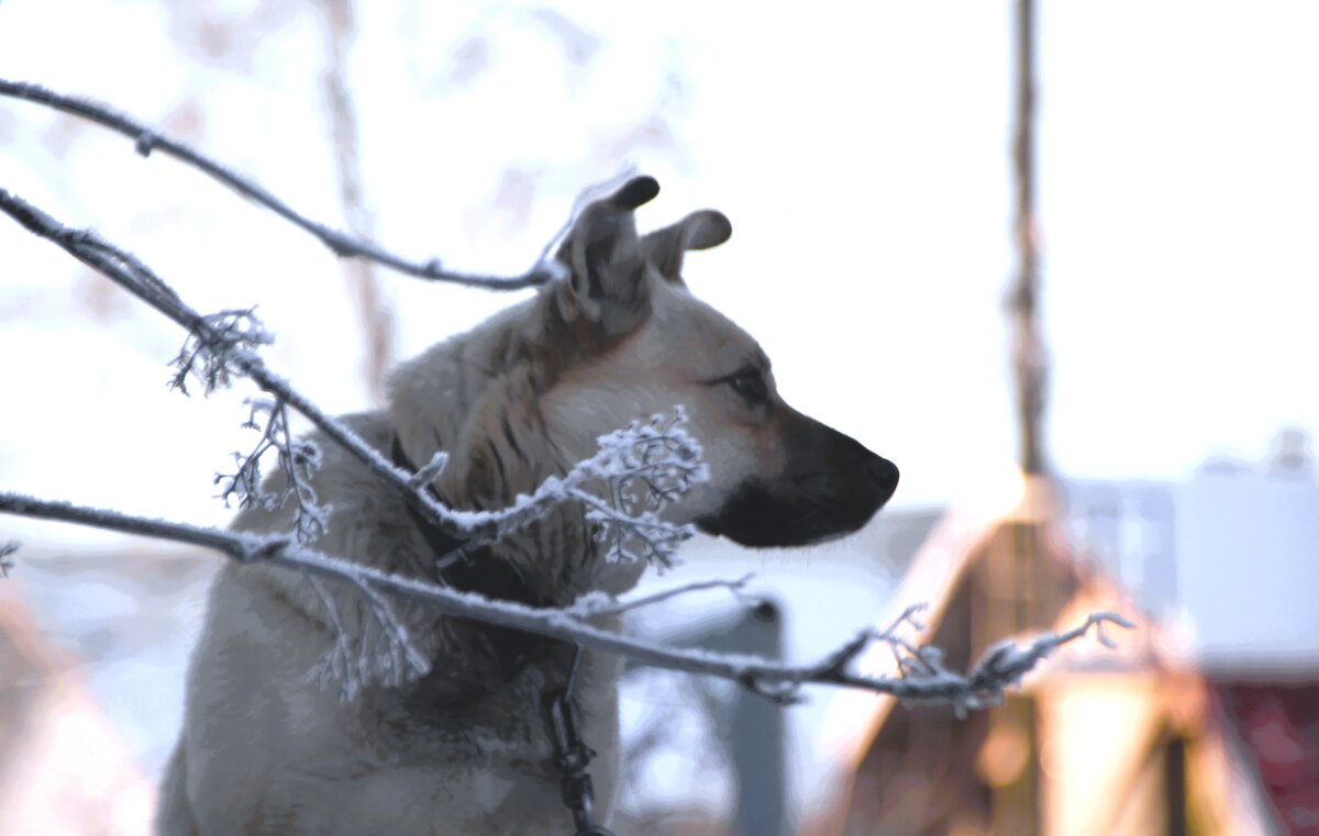 холод собачий.... - Сергей 
