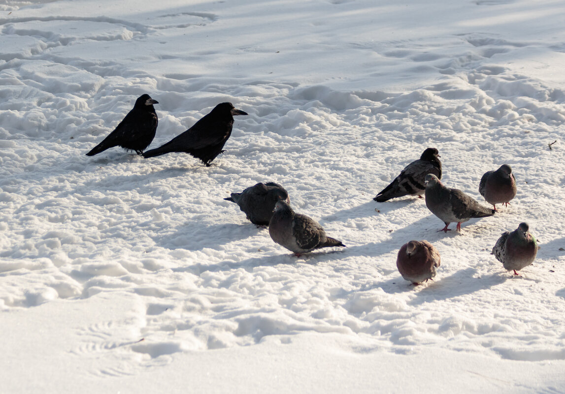 Чужие в городе - Михаил К