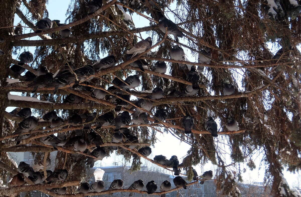 Волнует стаю голубей тепло друг другу сохранить. - Люба Волнует стаю голубей тепло друг другу сохранить. - Люба