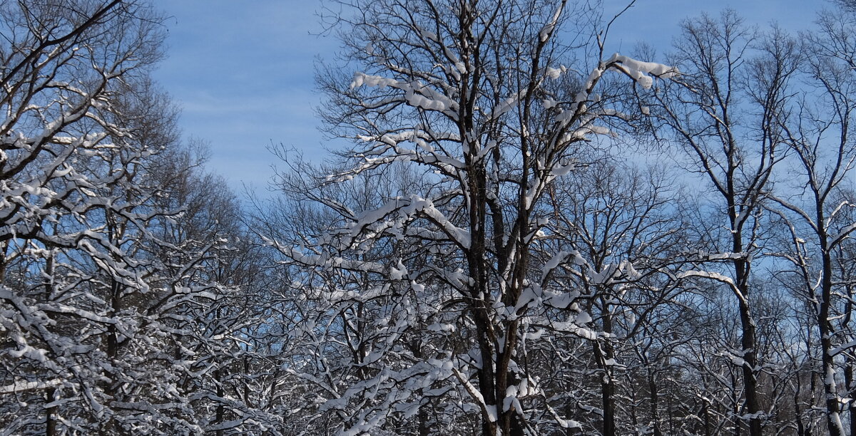 Прощай январь! - Люба 