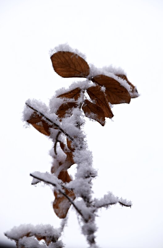 *** - Павленко Михаил 